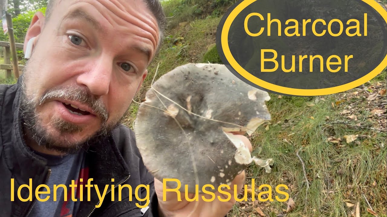 Foraging mushrooms ; charcoal burner - Russula identification