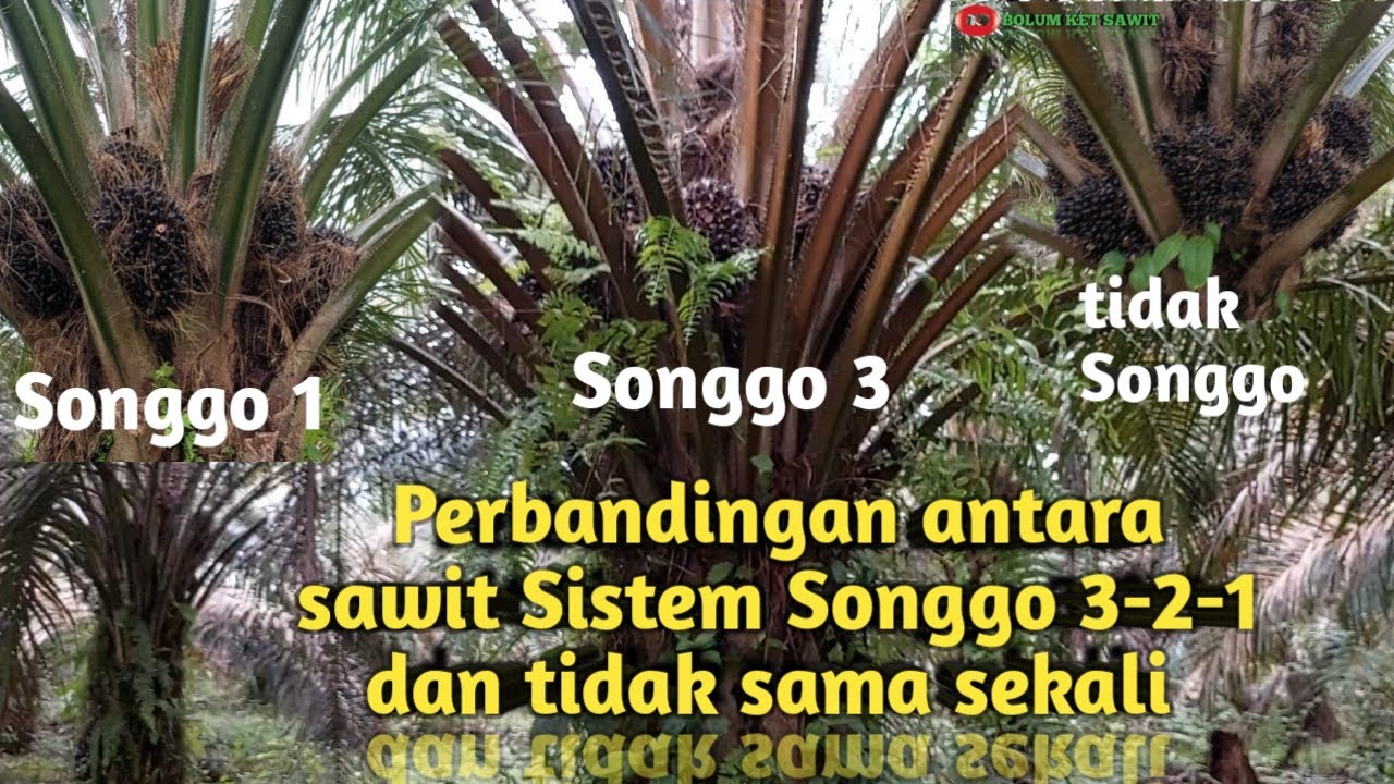 Perbandingan !!!! Sawit Sistem Songgo 3-2-1 dan tidak sama sekali