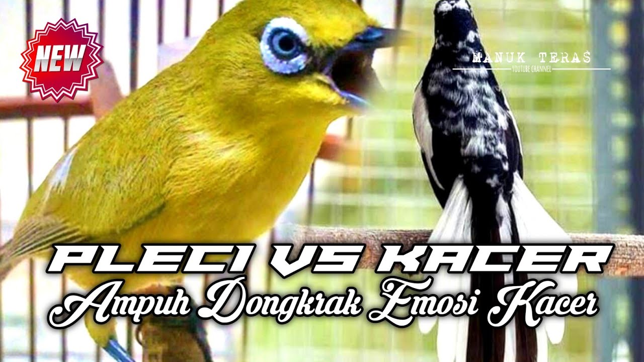 Pancingan Kacer Agar Emosi Langsung Buka Ekor