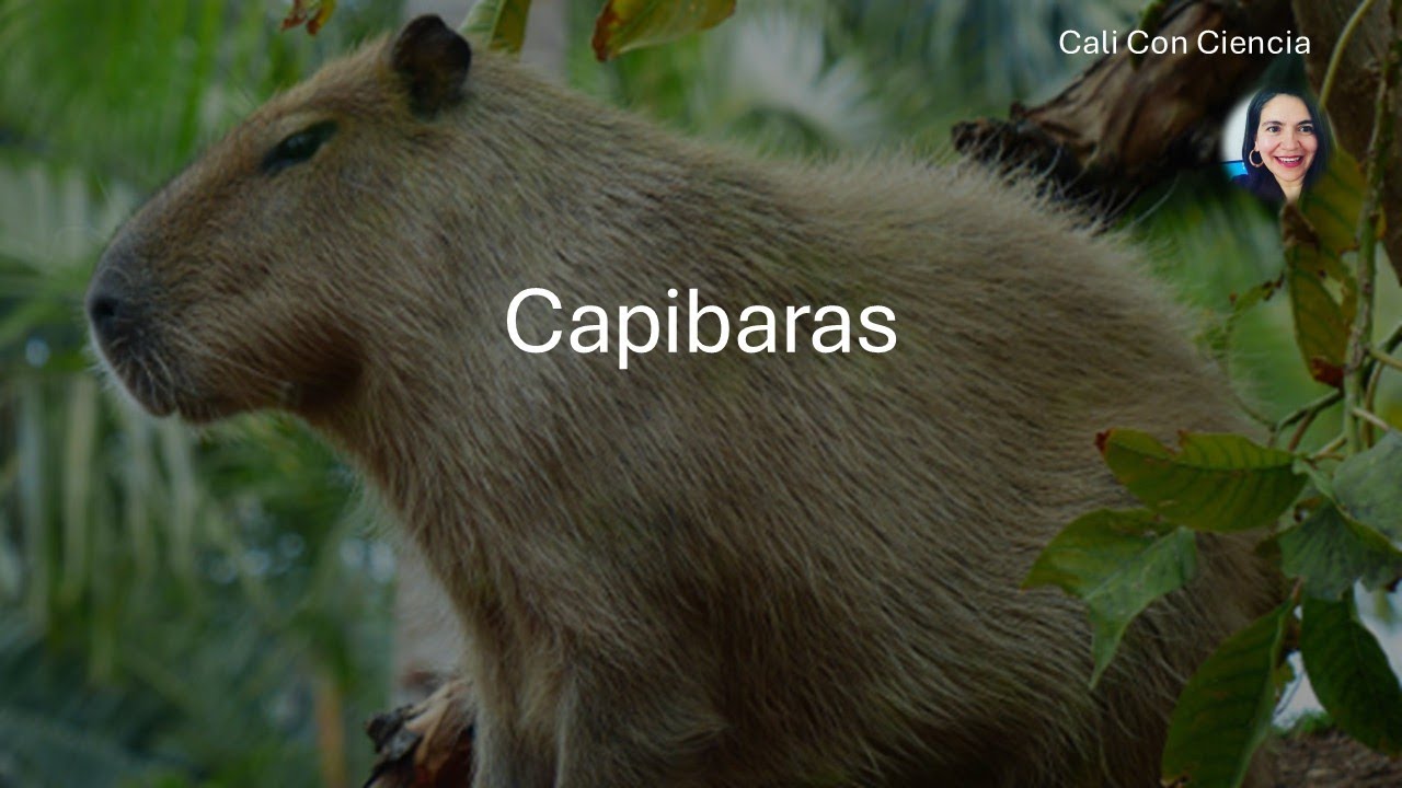 Capibara