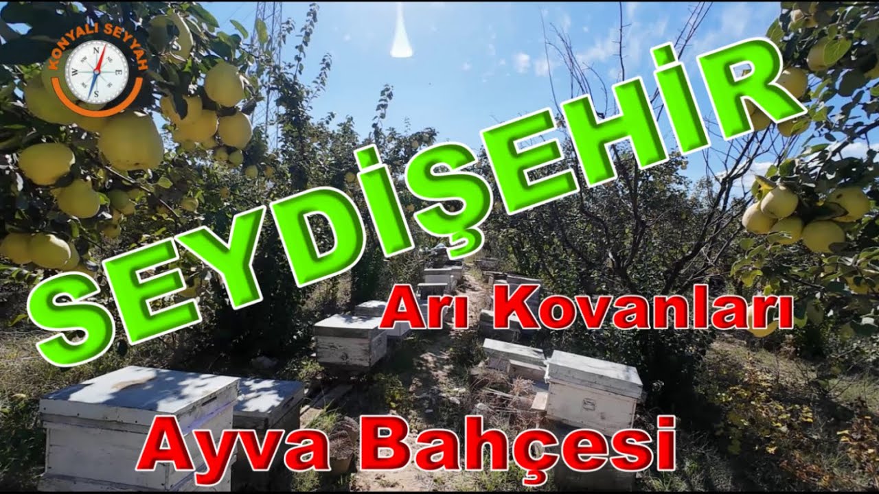 SEYDİŞEHİR'DE AYVA BAHÇESİNİ GEZDİK. / ARI KOVANLARINA YAKINDAN BAKTIK / KRALİÇE ARI VE KOVAN İÇİ