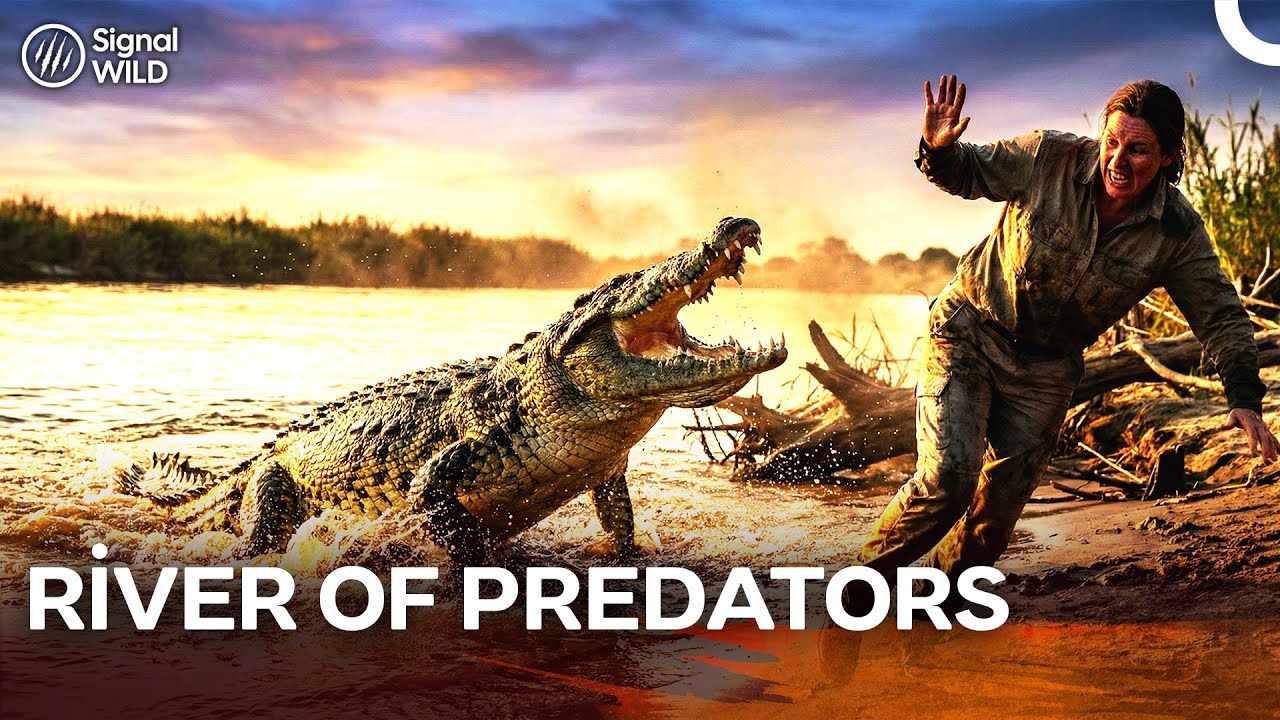 Zambezi River Disappearances: Crocodiles Below the Surface | English Dubbing