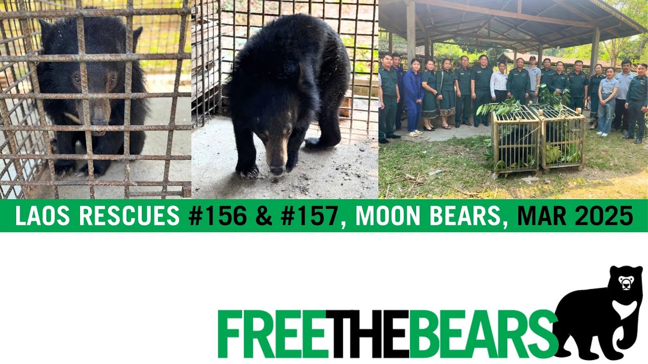 1st Laos Rescue of 2025 - 2 moon bear cubs!