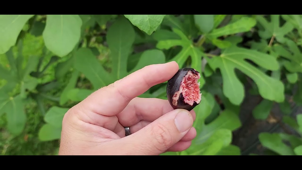 First Fig of 2025!