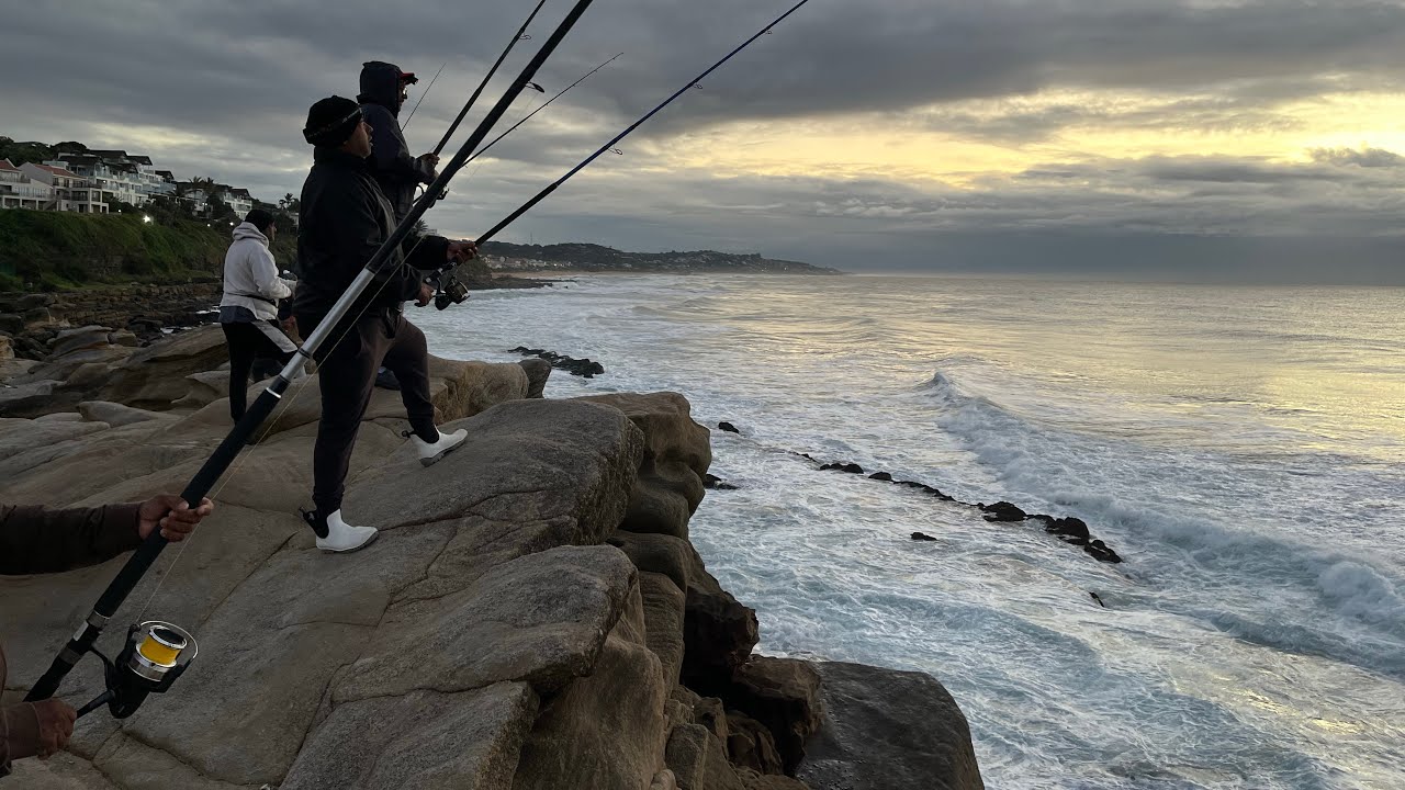 Shaka’S High rock -Shad action