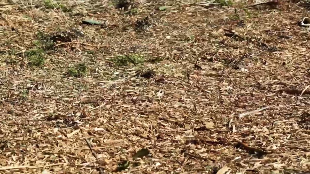 Is Selective Land Clearing Right For My Property?