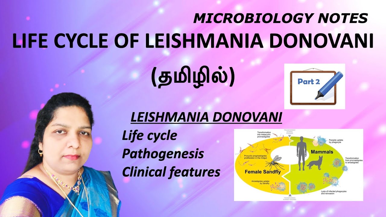 Life cycle of Leishmania donovani / Pathogenesis / clinical features / sandfly / Tamil