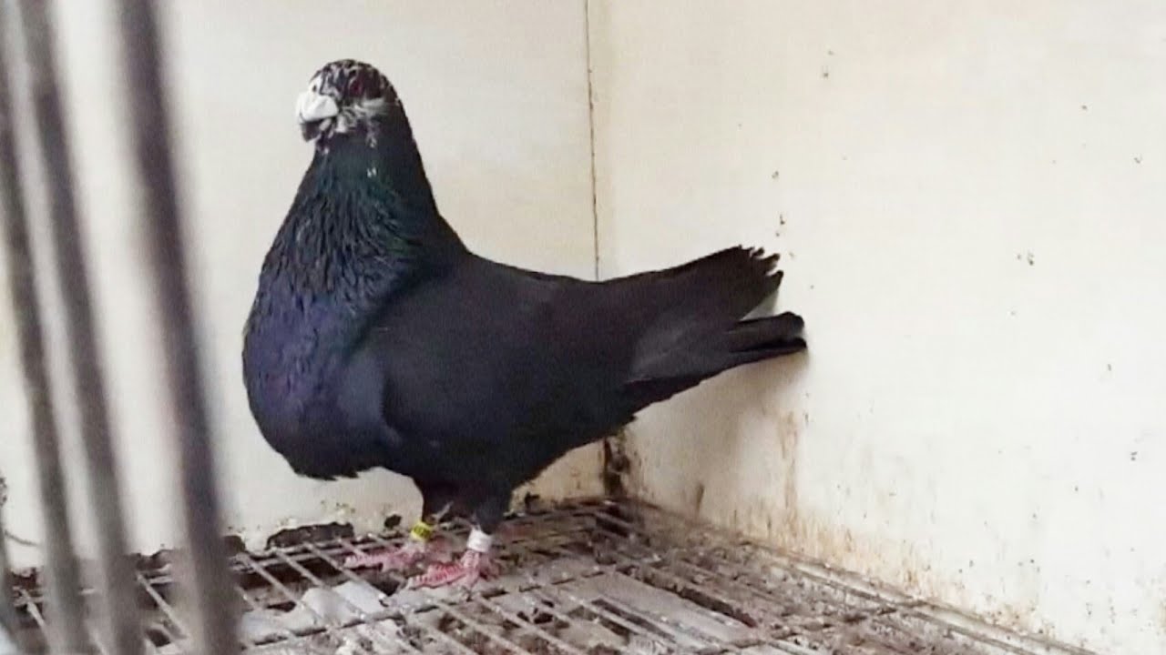 ذكر الحمام القورقيرو الذي حطم الرقم القياسي في العالم للطيران. Le meilleur Pigeon Gorguero du monde