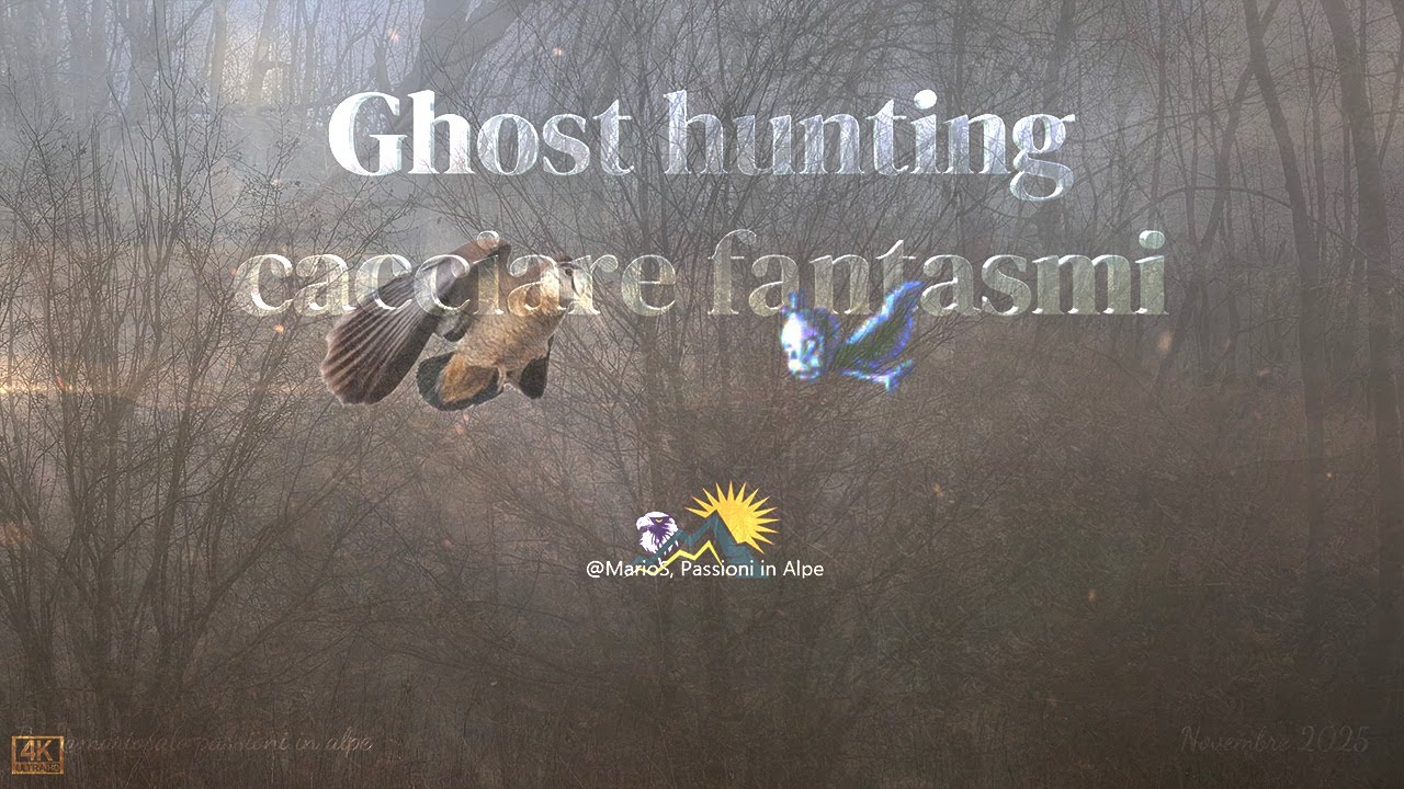 Regine e fantasmi, beccacce novembrine, hunt ghosts. Video 4 K #hunting #woodcock