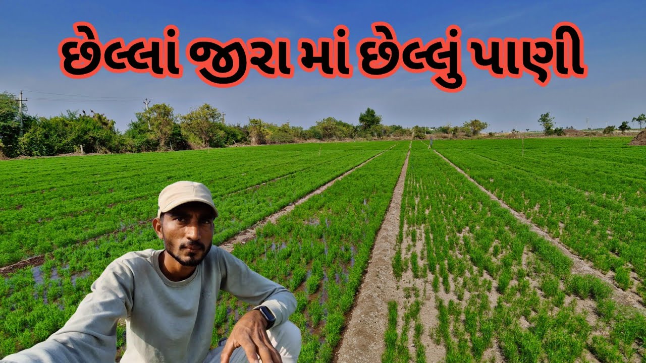 જીરા માં છઠુ ને છેલ્લું પાણી|| farming life 