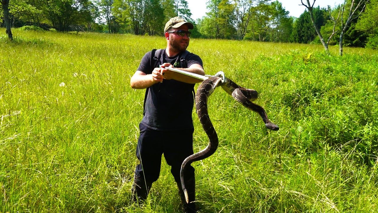 PENNSYLVANIA RATTLESNAKE HUNTING THE PA WILDS! BIG BULL ELK Mountain View Lodge Sinnemahoning Airbnb