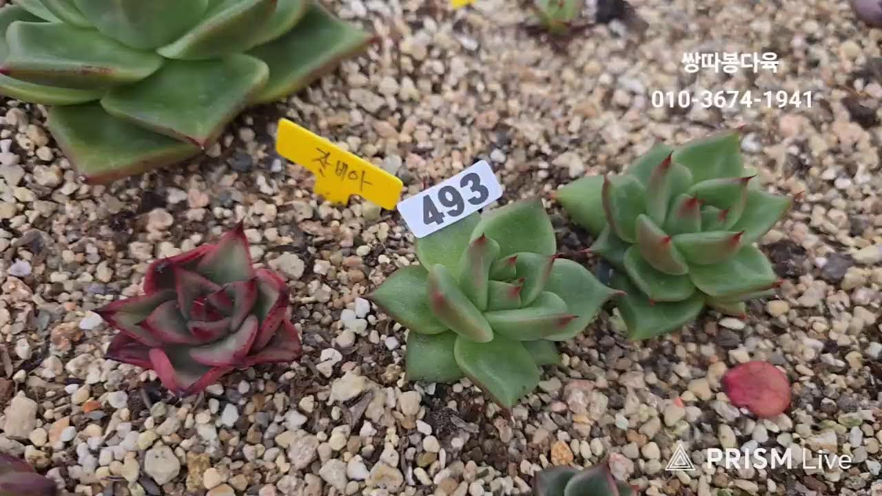 쌍따봉다육  라이브 방송