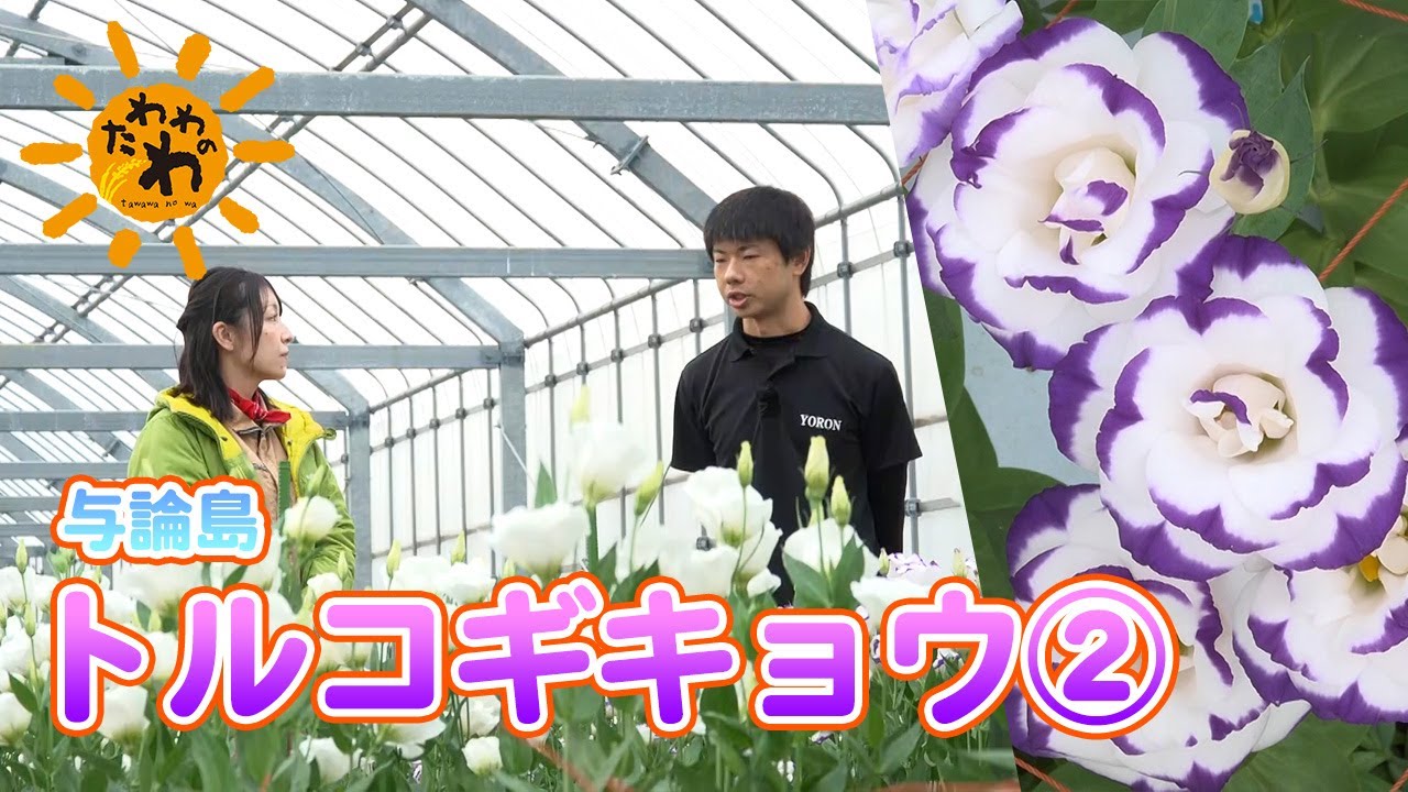 【たわわのわ】トルコギキョウ②(2026年2月8日放送)