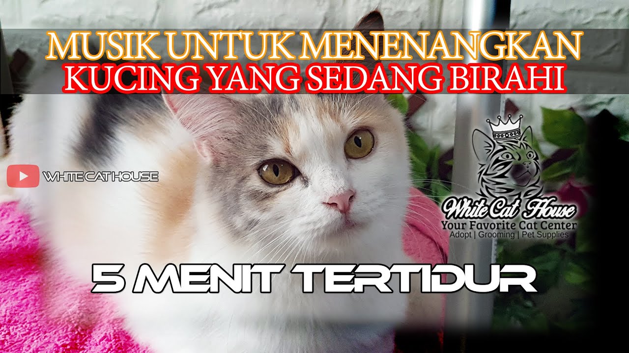 MUSIK UNTUK MENENANGKAN KUCING YANG SEDANG BIRAHI | WhiteCatHouse.com