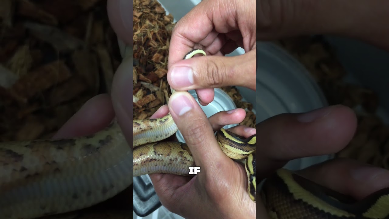 How To Tell The Gender of Your Snake 