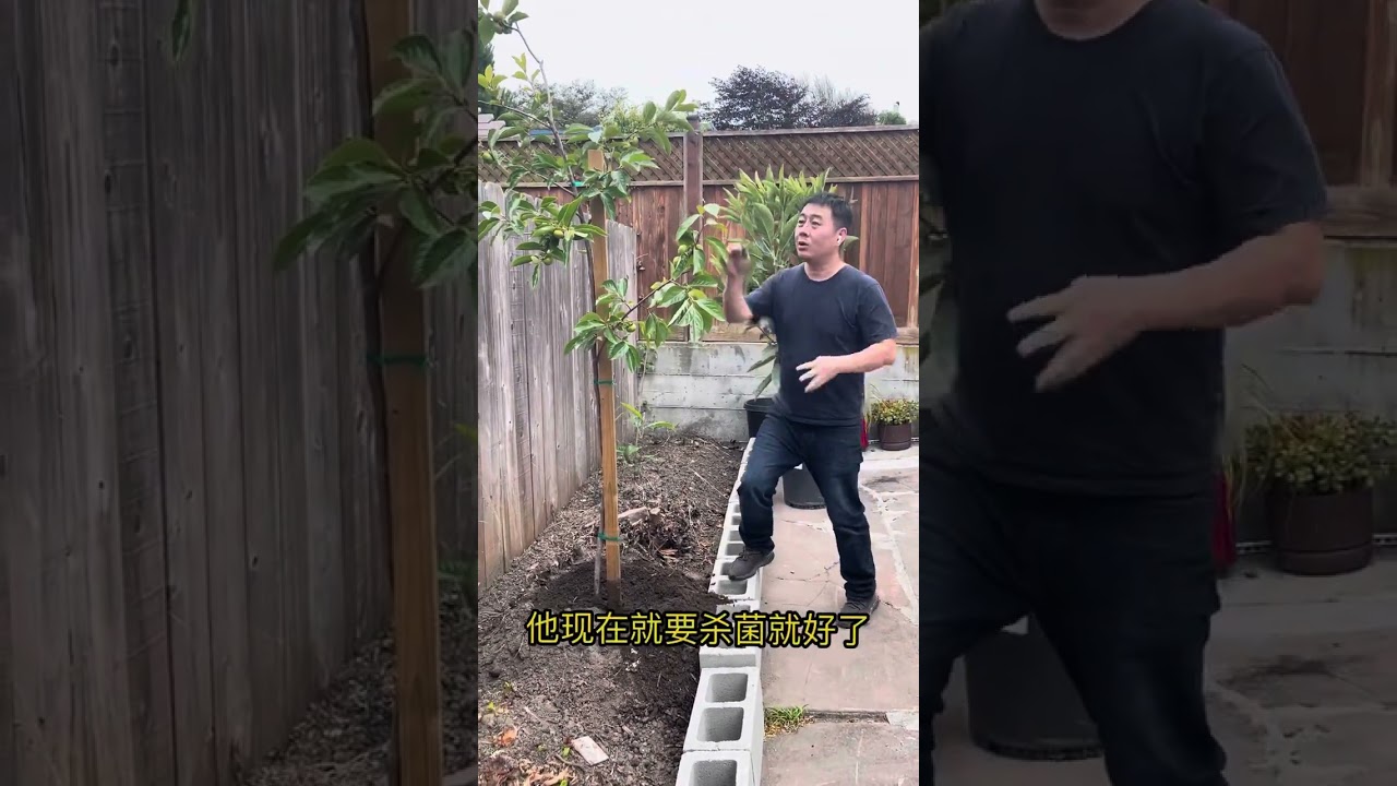种树种植经验技巧分享｜湾区线上胜利苗圃送货上门｜土壤高度不要超过嫁接点