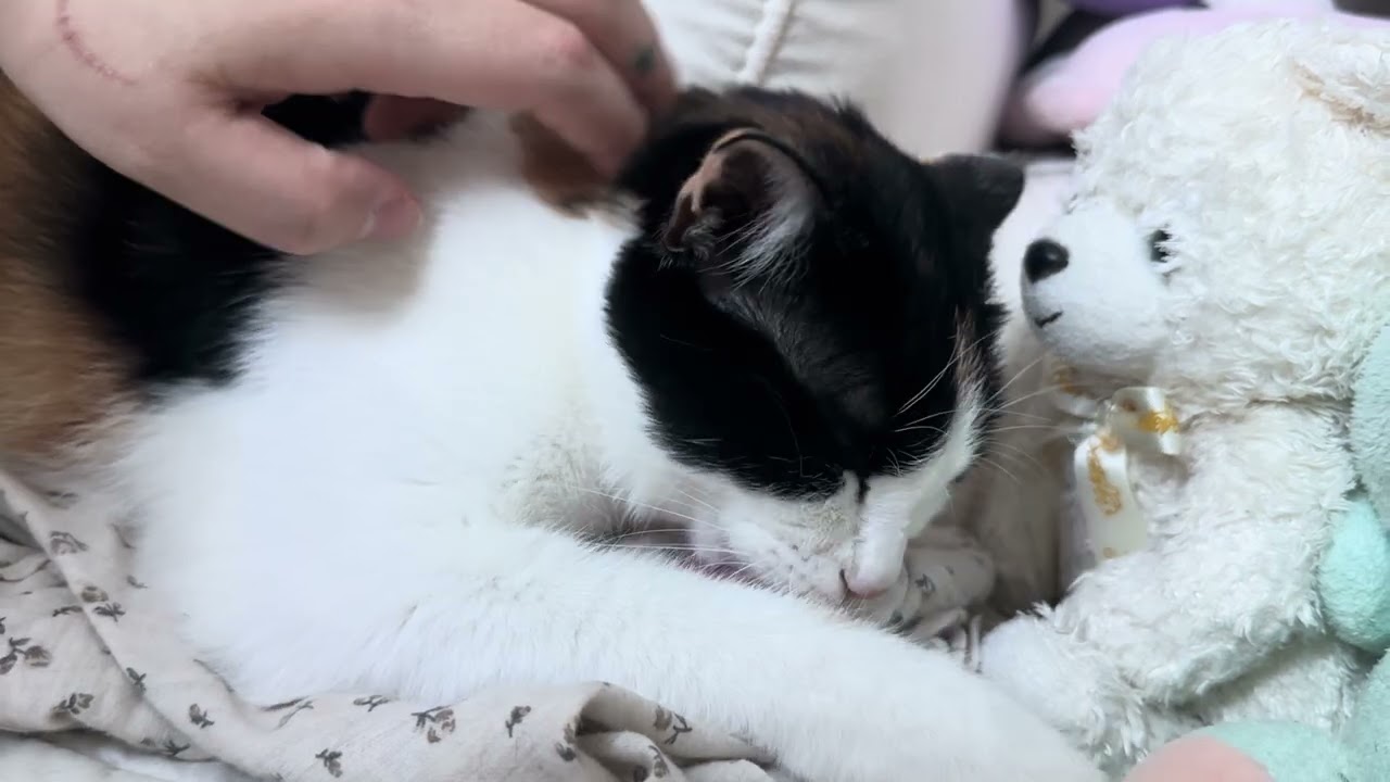 꾹꾹쭙쭙골골