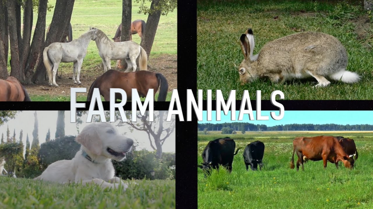 Learn Farm Animals names in Shona | With animal sounds