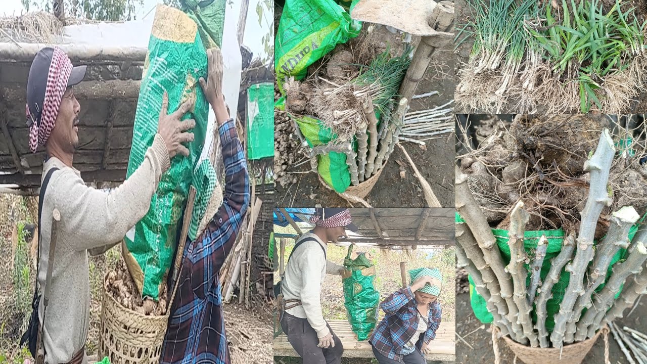 Today I'm trasfering my vegetable from my old field to the new field  @WangbaPKonyak-z6whttps 