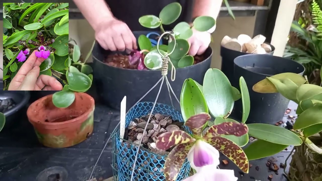 Replantio da Cattleya aclandiae!