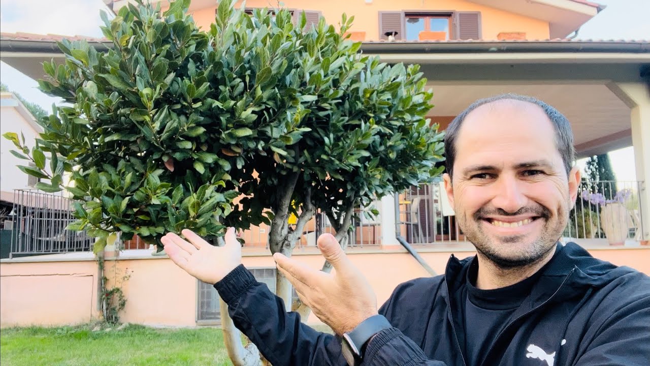CUIDADOS COM A PLANTA DE LOURO