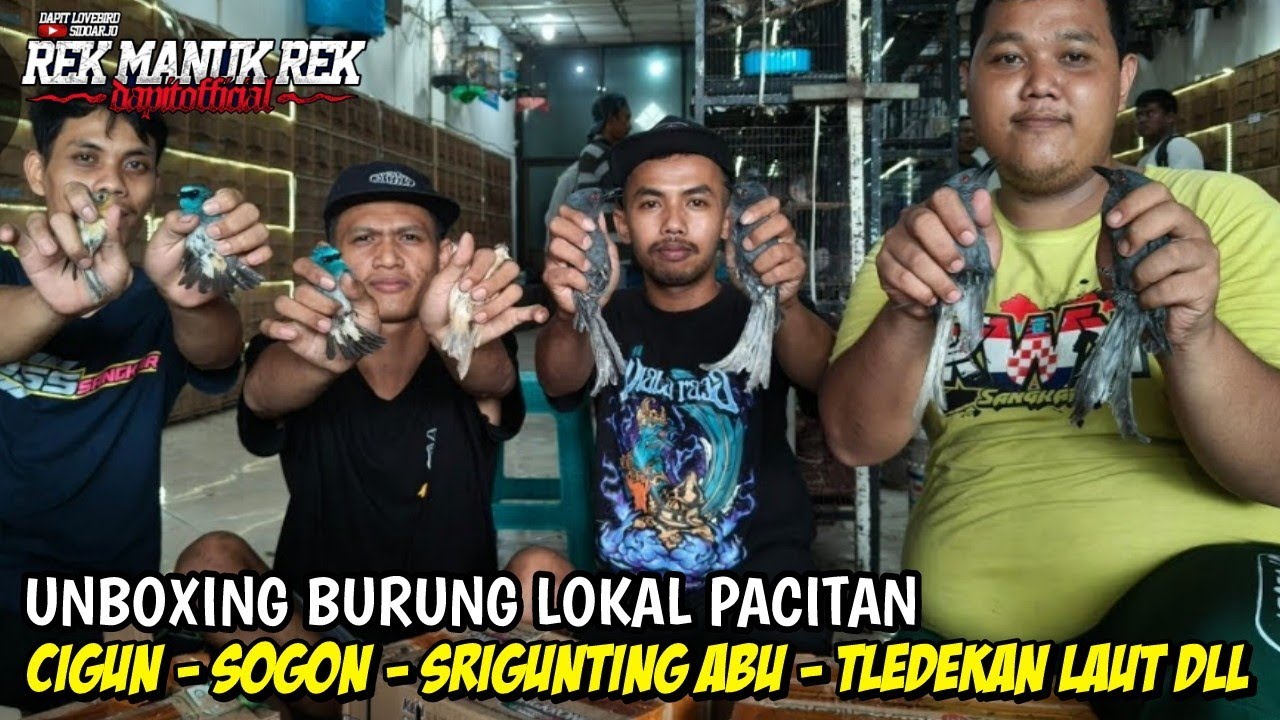 UNBOXING BURUNG LOKAL PACITAN !!! CIGUN - SOGON - SRIGUNTING ABU - TLEDEKAN LAUT DLL