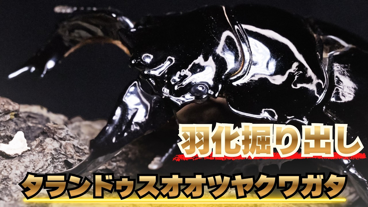 【超興奮】大型血統のタランドゥスをギネス作出の菌糸で育てたら驚異的なサイズに！？