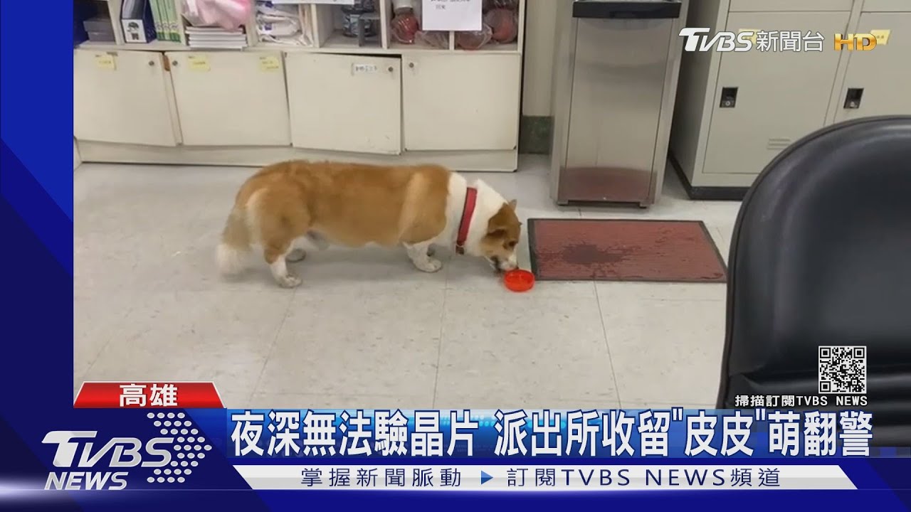靈犬科基!貪玩走失「搭便車」找警幫忙｜TVBS新聞