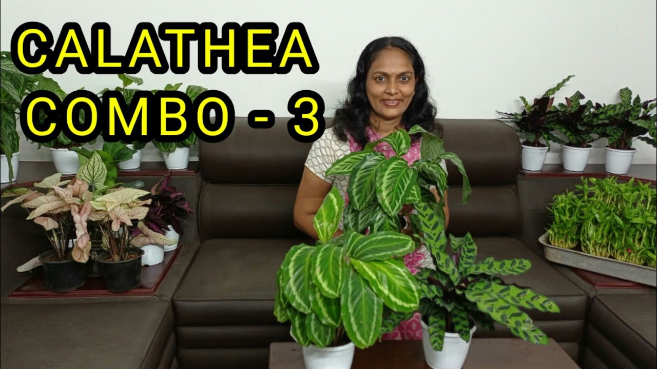 &Ccedil;ALATHEA/ ONLINE PLANTS/COMBO OFFER/WHOLE SALE RATE/INDOOR PLANTS/LOW COST EASY CARE