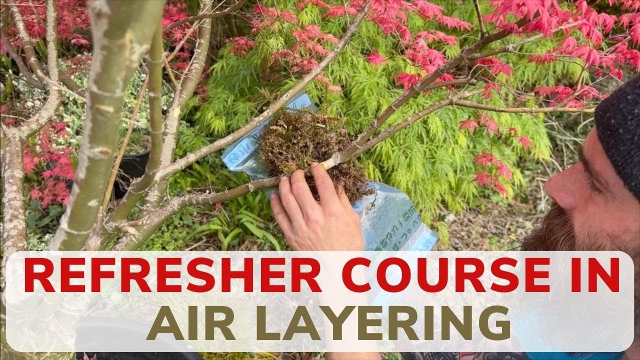 A Refresher Course in Air Layering   Spring