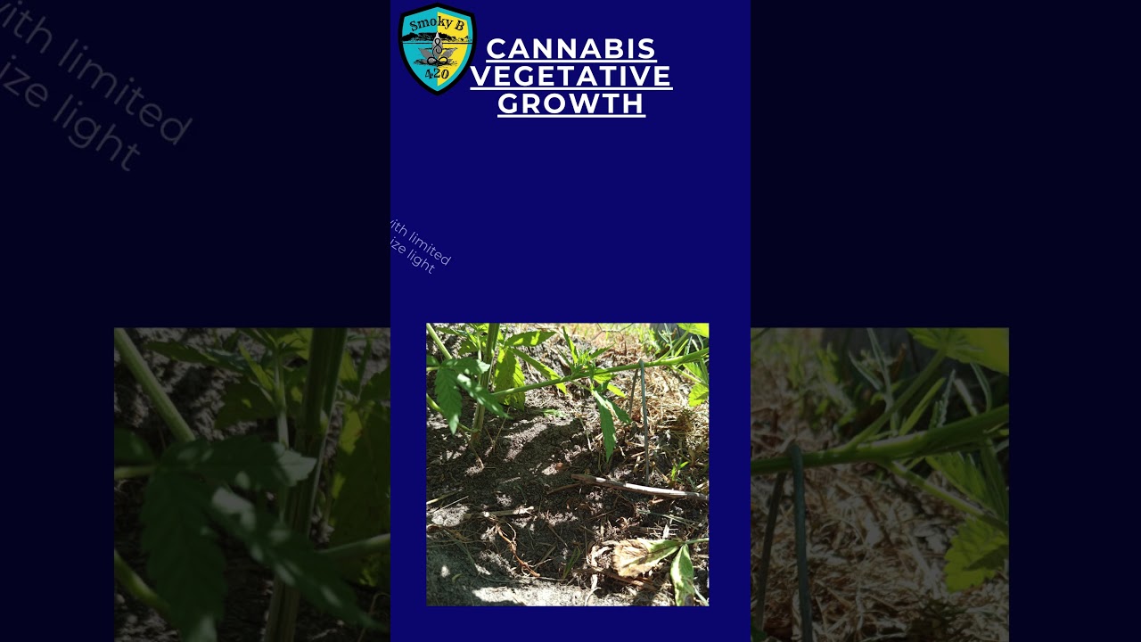 Boost Yields with Cannabis Plant Training Techniques