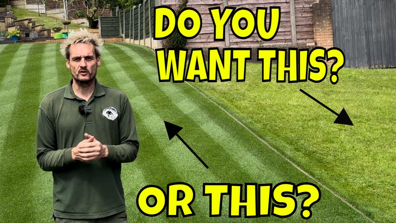 A 4 STEP  Lawn Maintenance Plan/ Where you are GOING WRONG with Watering