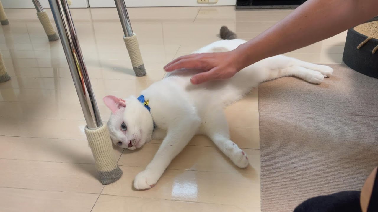 久しぶりに帰ってきた長男にそれぞれの猫達の意外な反応が…