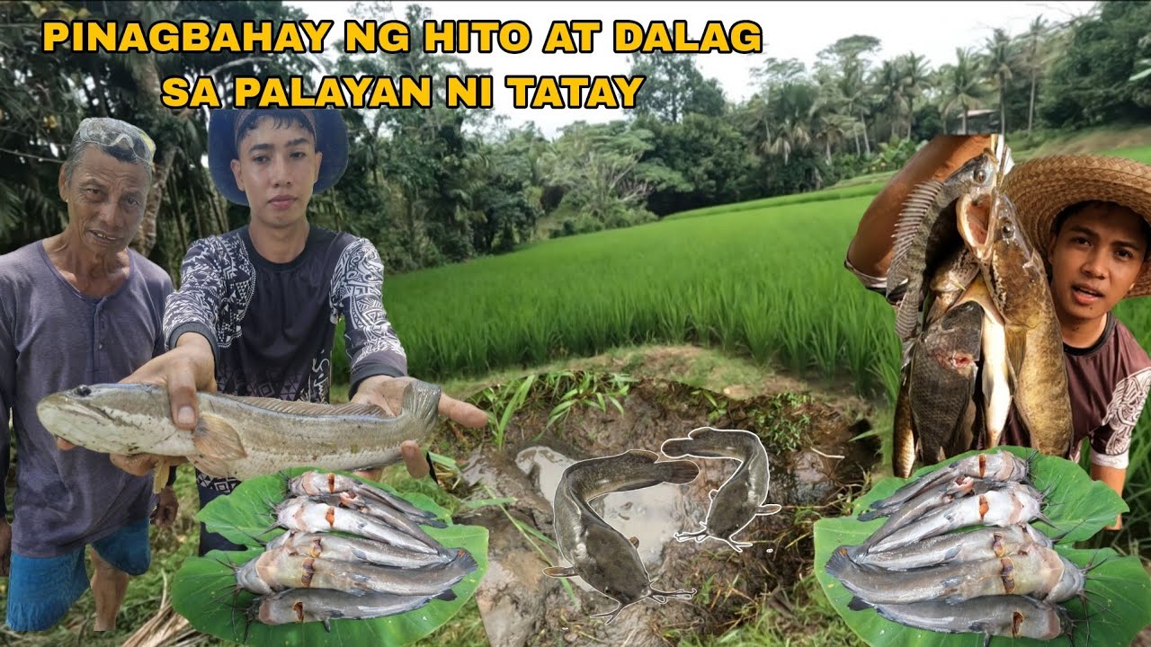 HITO AT DALAG PAG KAPA SA PALAYAN NI TATAY NAGLABASAN ANG MGA ISDA