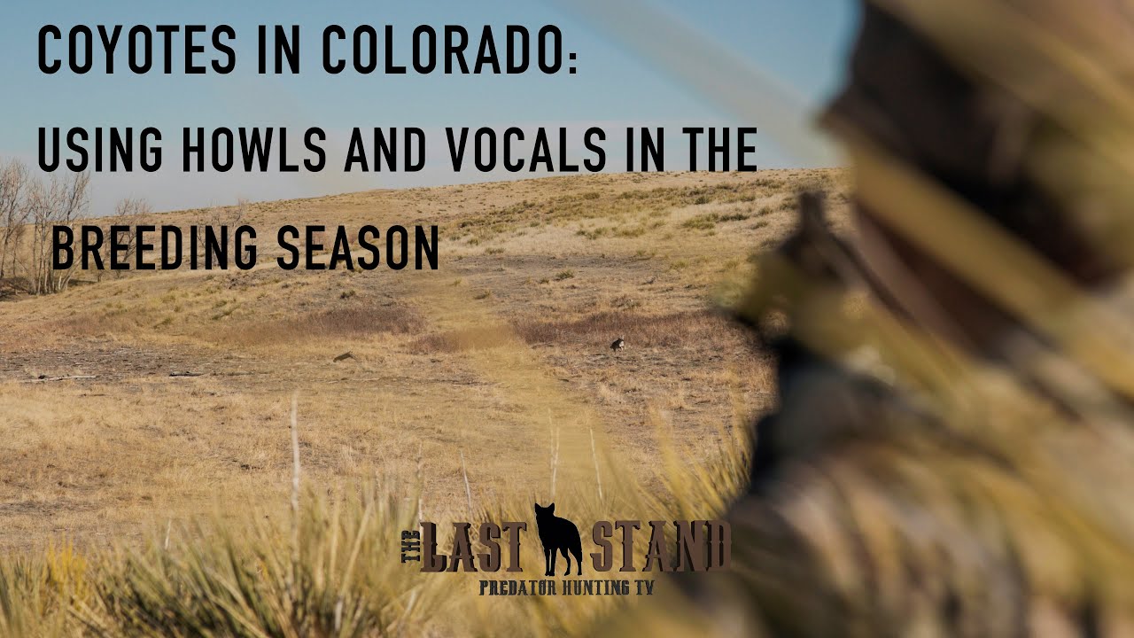 Coyotes in Colorado: Using Howls and Vocals in the Breeding Season | The Last Stand S3:E9