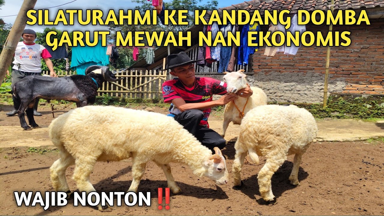 WAJIB NONTON‼️ SILATURAHMI KE KANDANG DOMBA GARUT MEWAH NAN EKONOMIS