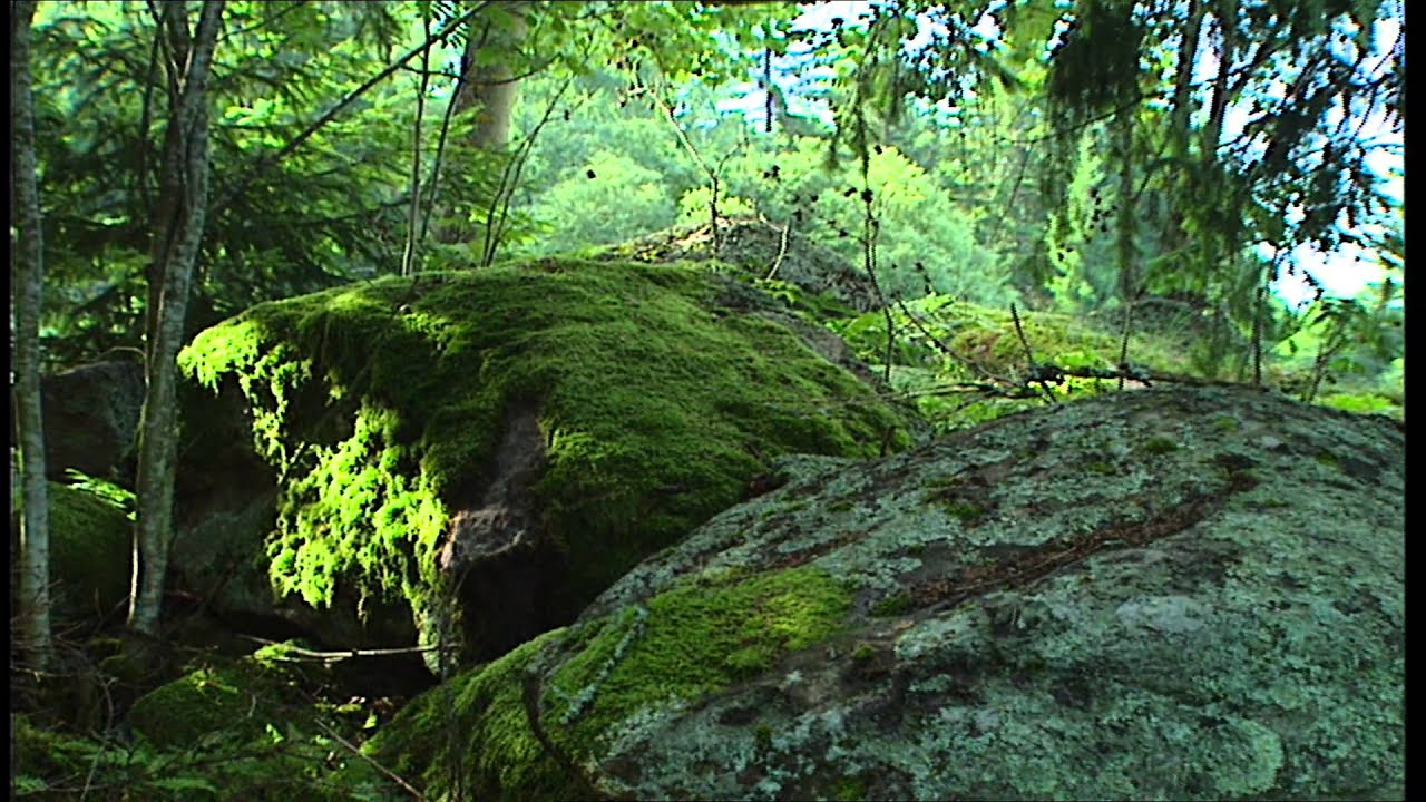 Natur i Sandviken