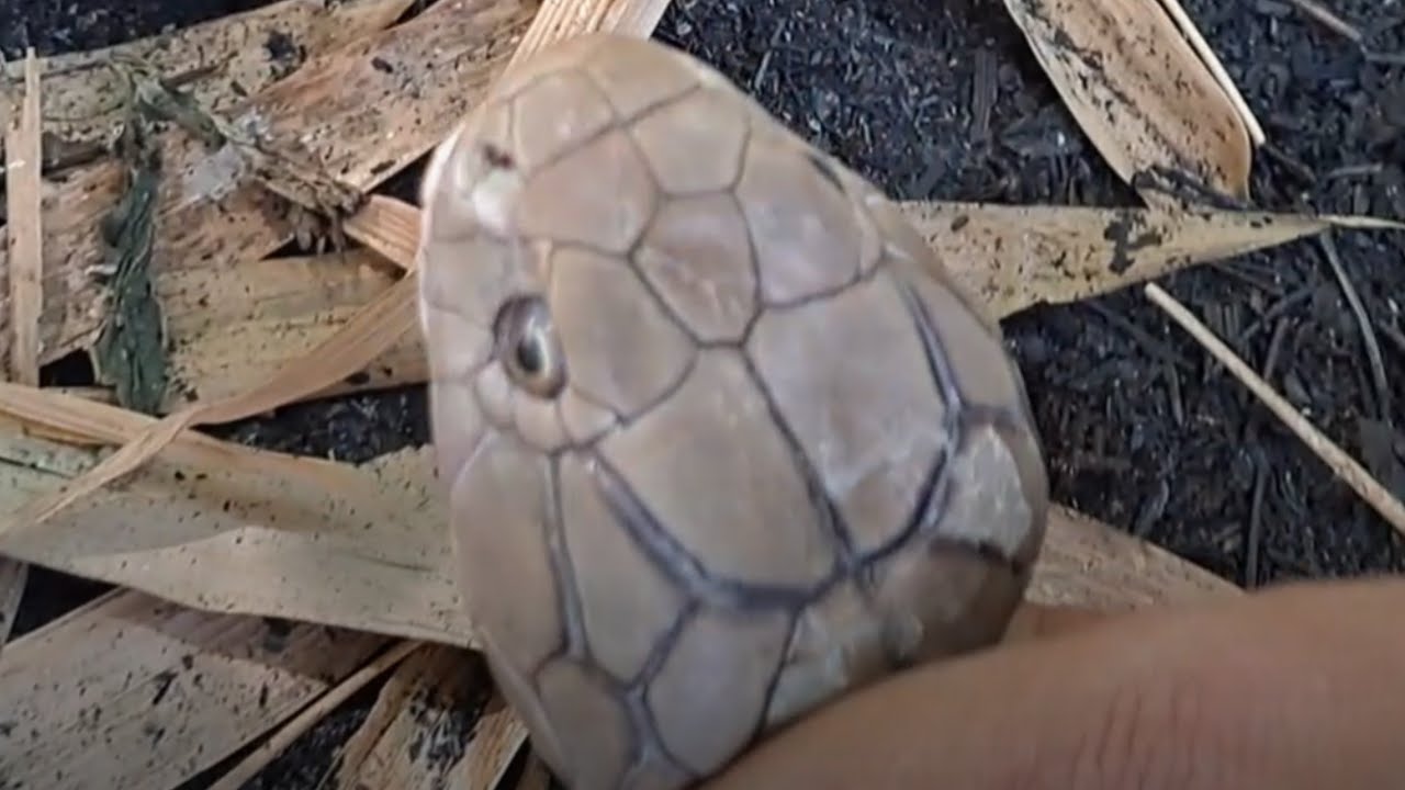 SNAKE RESCUE COMPILATION 1 | SAM TUKLAW #cobra #kingcobra #python