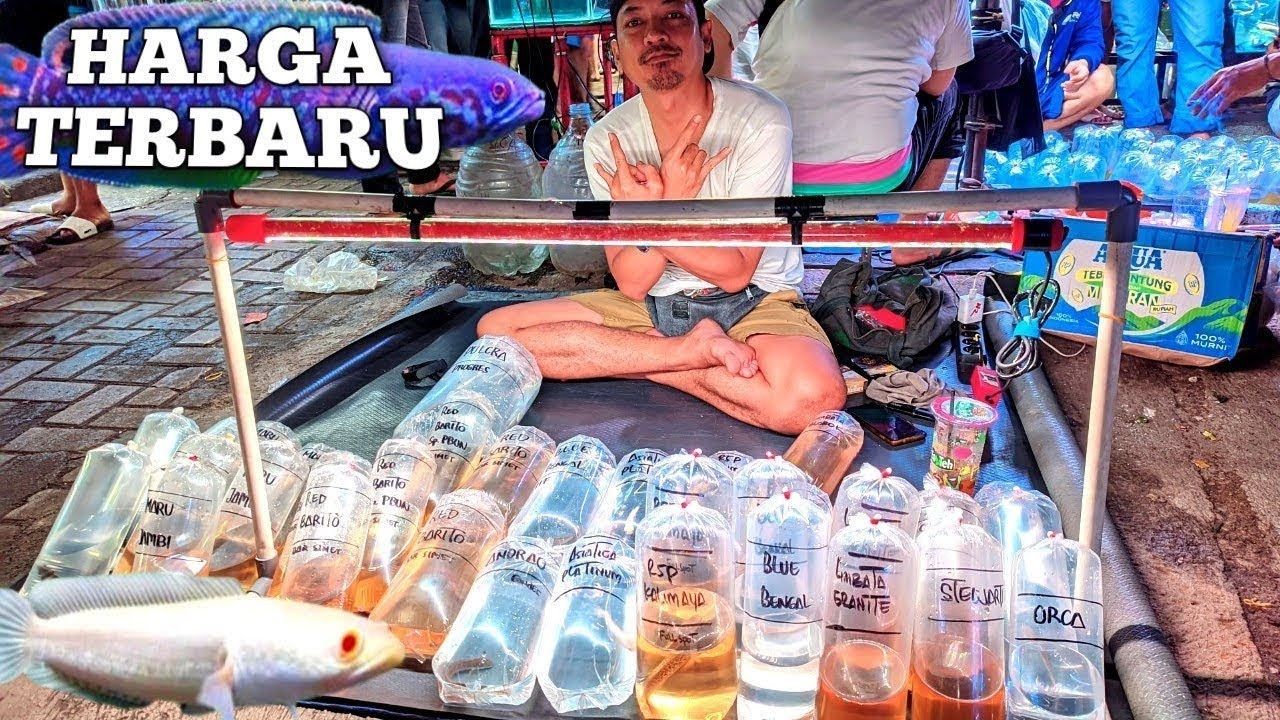REVIEW LAPAK  IKAN CHANNA SLAYER CUMAN ADA RI BANG GERI. DI PASAR IKAN HIAS JATINEGARA 