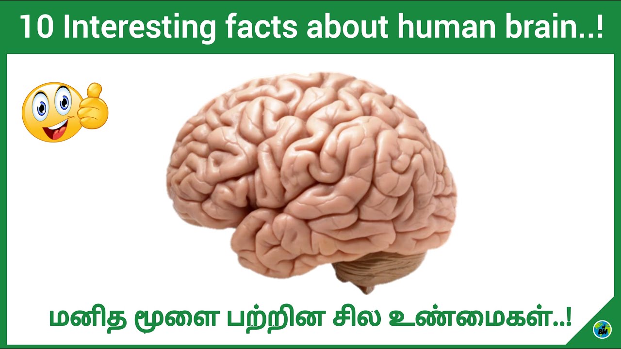Interesting facts about human brain | How it works | Human brain facts | Tamil | BioWorld | BW