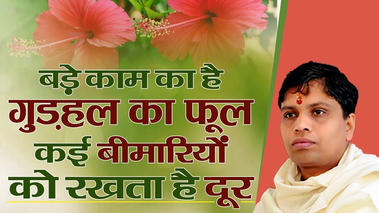 बड़े काम का है गुड़हल का फूल, कई बीमारियों को रखता है दूर || Acharya Balkrishna