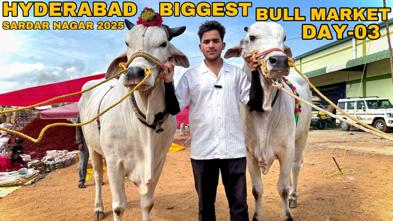 HYDERABAD BIGGEST BULL MARKET | SARDAR NAGAR BIG BULLS | SARDAR NAGAR COW BULLS MARKET | 20-05-2025