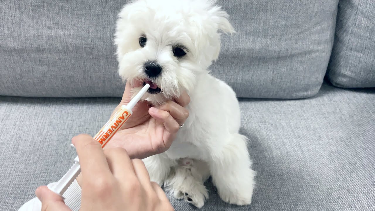 5 THINGS THAT SHORTEN YOUR DOGS LIFE!