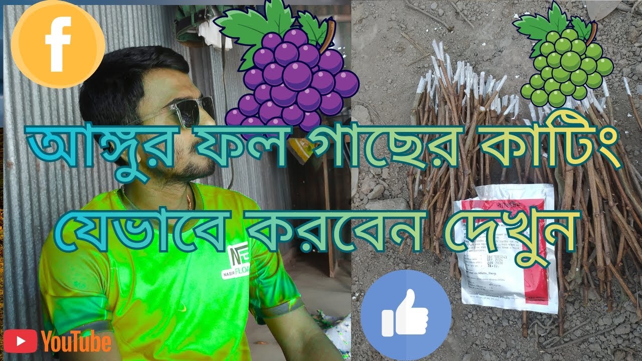 👉✂️🍇আঙ্গুর ফল গাছে এইভাবে কাটিং করলে ফল হবে চারগুন 