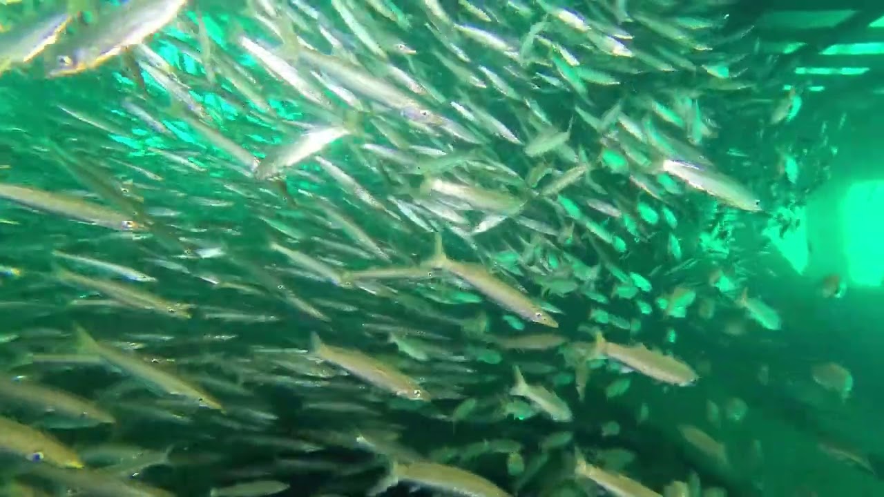 Wreck dive - Racha Yai island - Phuket, Thailand