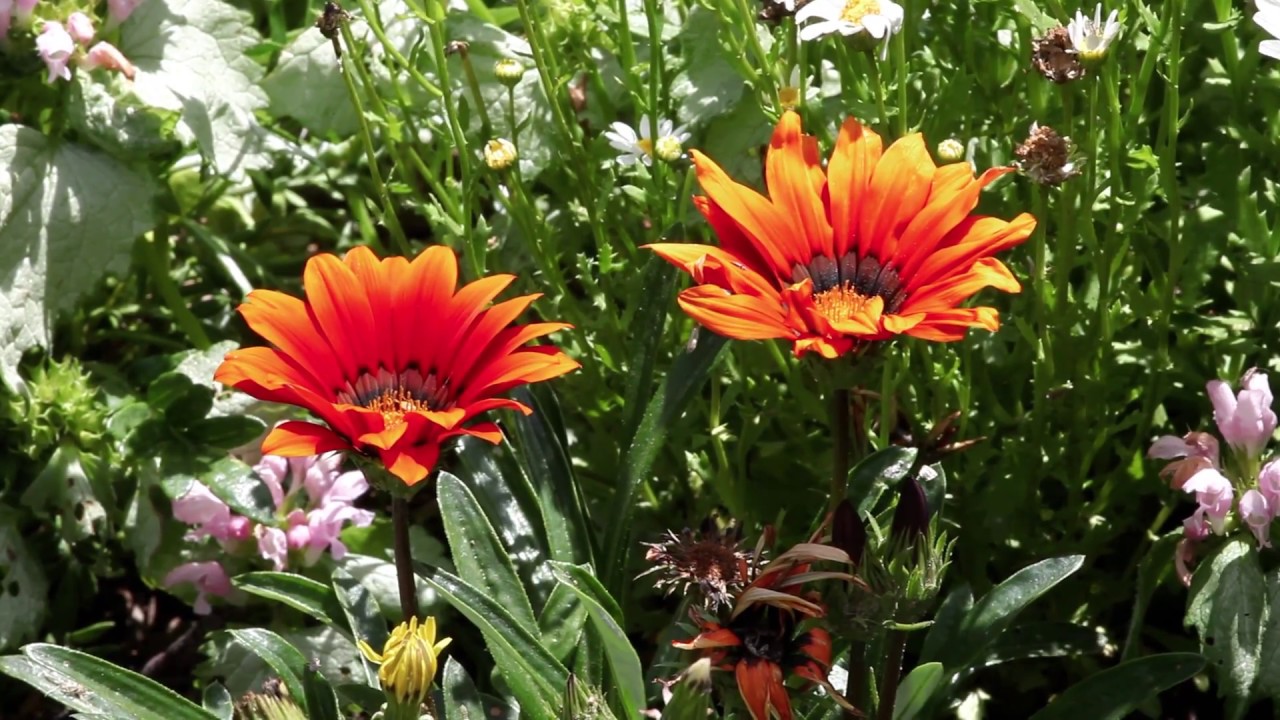 Sue Wilkins Cottage Garden Flowers