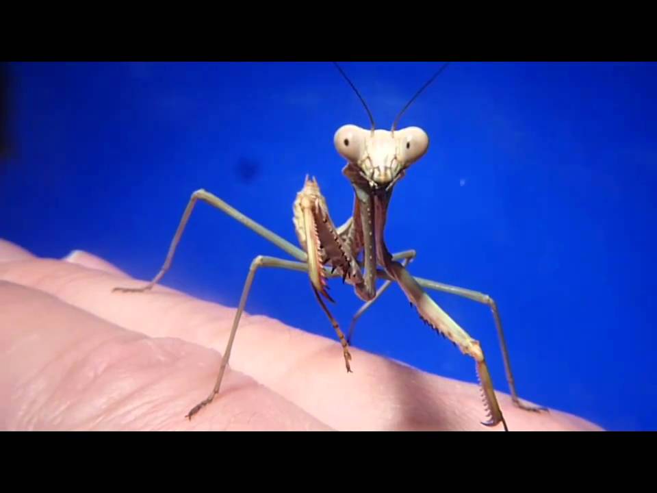 Mega Mantis (Plistospilota guineensis) L7 Nymph Macro Clip