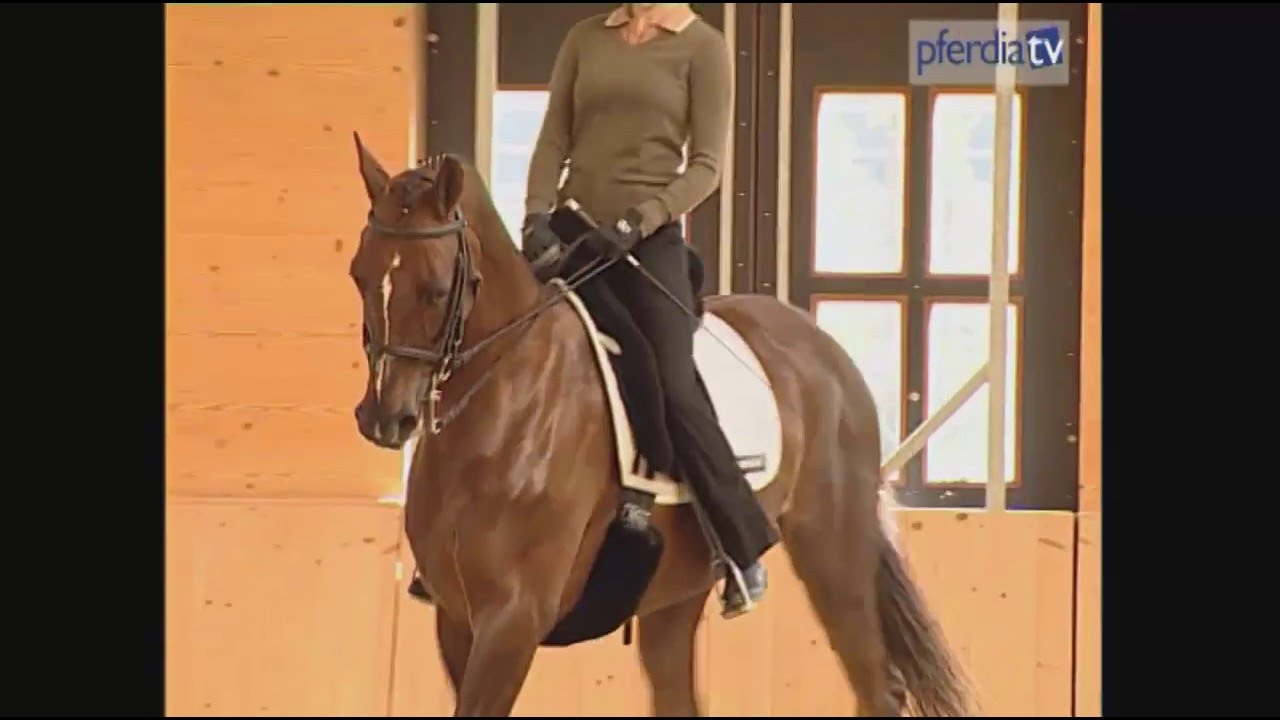 Die Arbeit mit dem Korrekturpferd - darauf muss man achten | Flamingo | Anja Beran