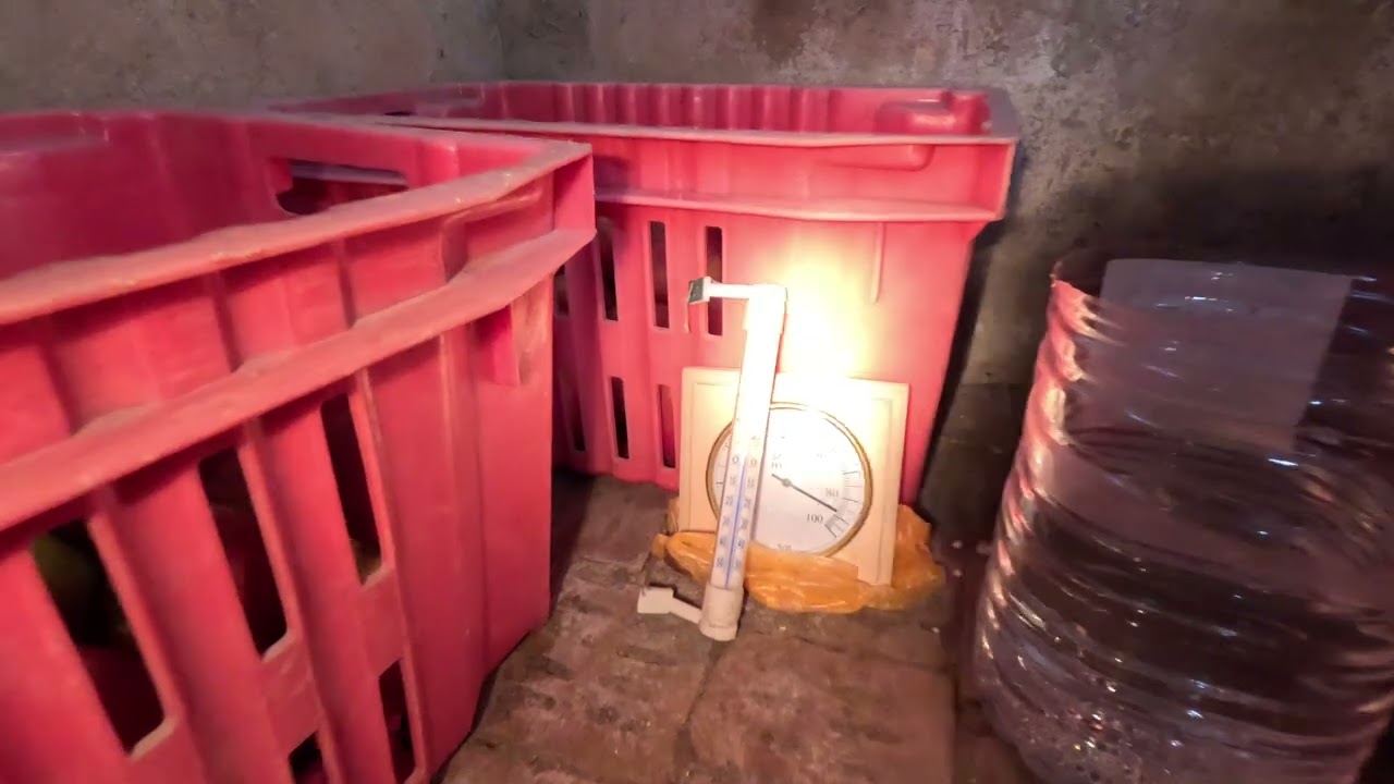 Мини-хранилище для яблок: как сохранить свежесть яблок на долгий срок