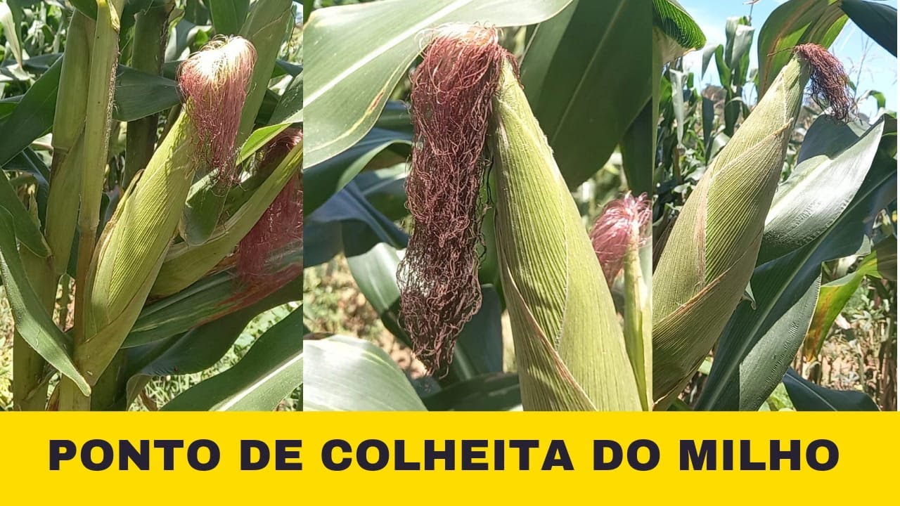 PONTO DE COLHEITA DO MILHO VERDE